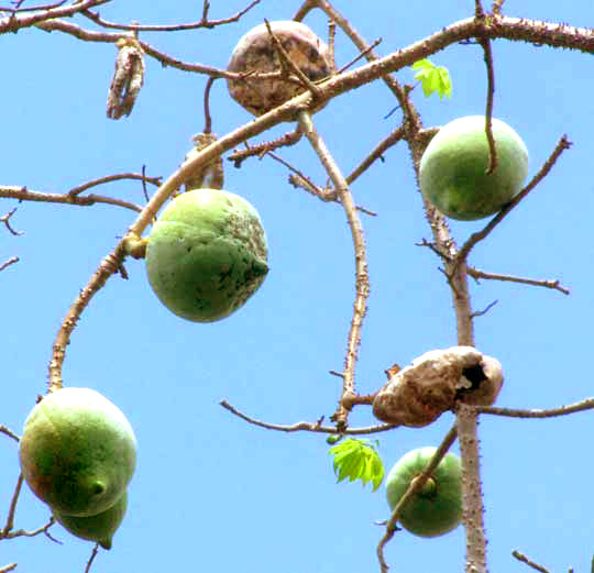 Schott's Ceiba, CEIBA SCHOTTII, mature fruits on leafless tree