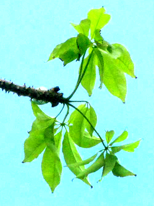 Schott's Ceiba, CEIBA SCHOTTII, expanding leaves