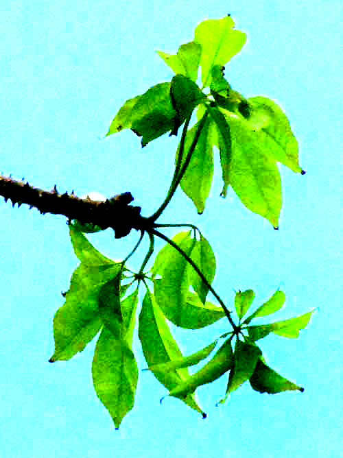 Schott's Ceiba, CEIBA SCHOTTII, expanding leaves