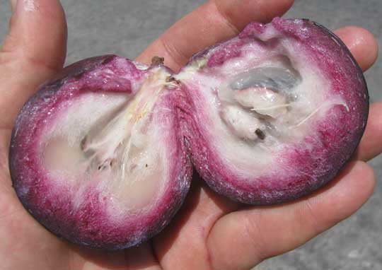 Star-Apple or Caimito, CHRYSOPHYLLUM CAINITO, sliced-open fruit