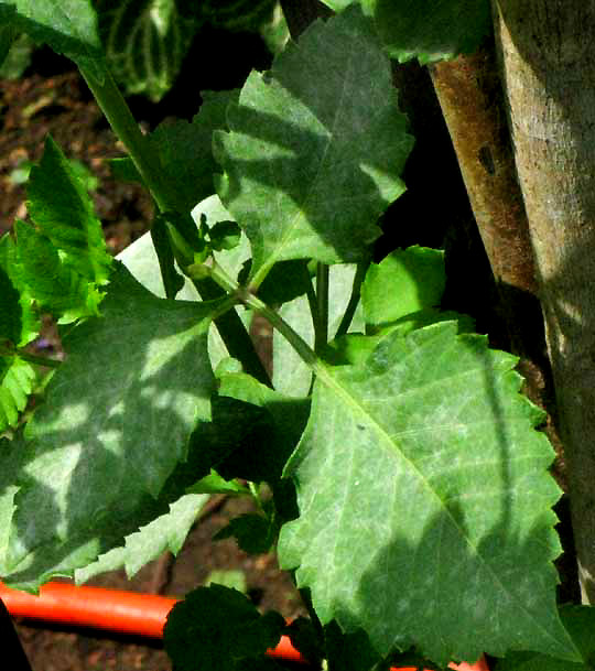 Dahlia leaf