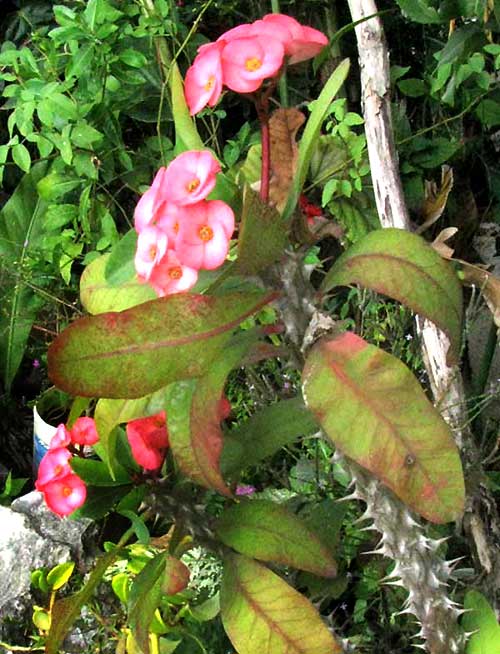 Crown-of-Thorns, EUPHORBIA MILII