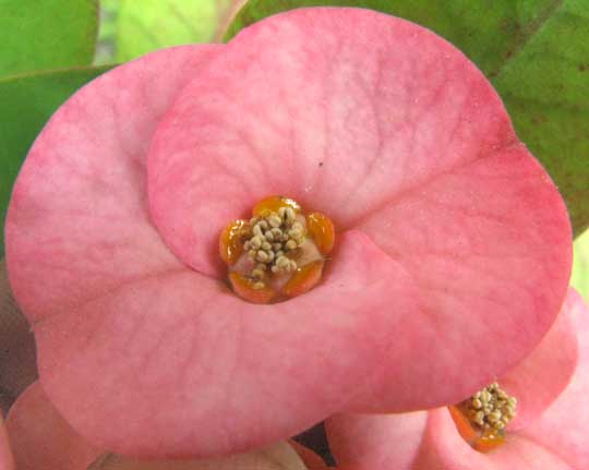 Crown-of-Thorns, EUPHORBIA MILII, flower