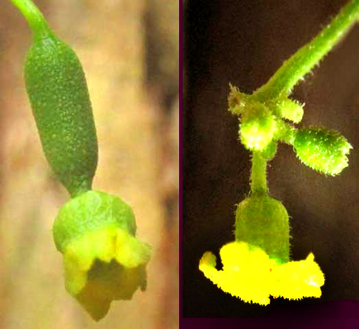 Mouse Melon, or Guadeloupe Cucumber, MELOTHRIA PENDULA, male and female flowers