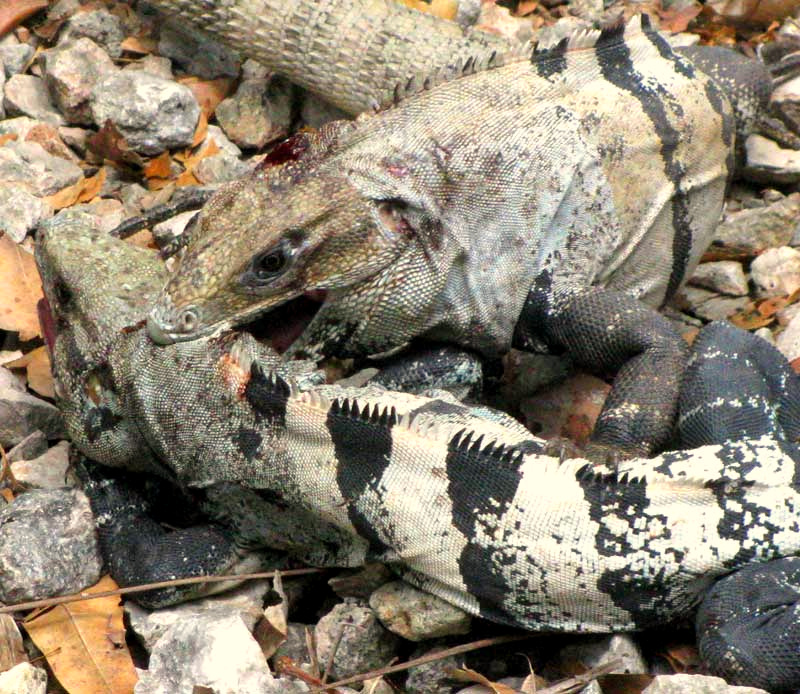 Black Iguana, Ctenosaura similis, two males fighting