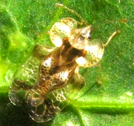 Lacebug, genus CORYTHUCHA, Yucatan State, Mexico