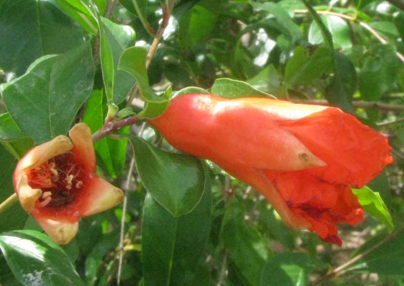 Pomegranate, PUNICA GRANATUM, flowers