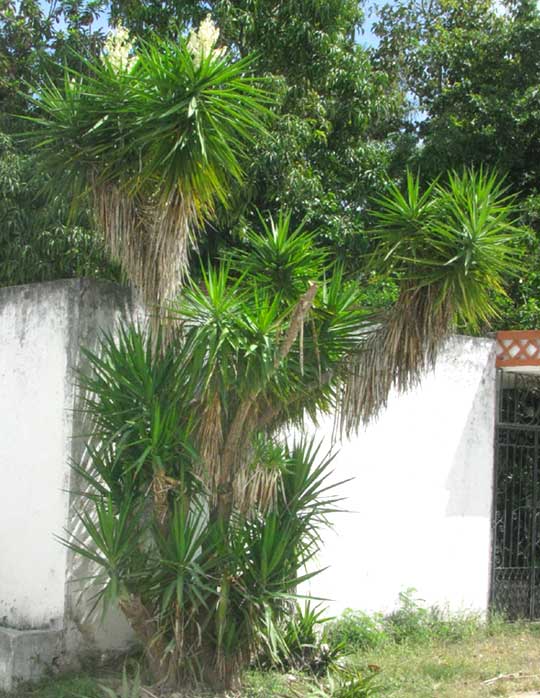 Spanish Bayonet, YUCCA ALOIFOLIA