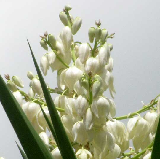 Spanish Bayonet, YUCCA ALOIFOLIA, flowers