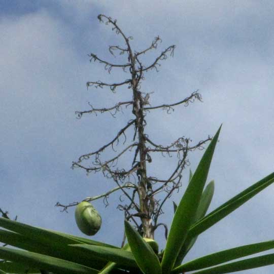 Spanish Bayonet, YUCCA ALOIFOLIA, fruit