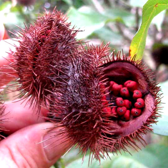 Achiote (Anatto), Bixa orellana, open pod showing seeds