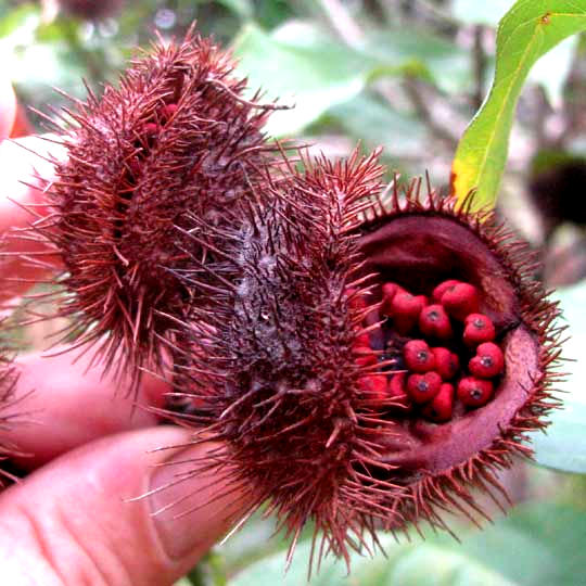 Achiote, Bixa orellana, capsula con semillas