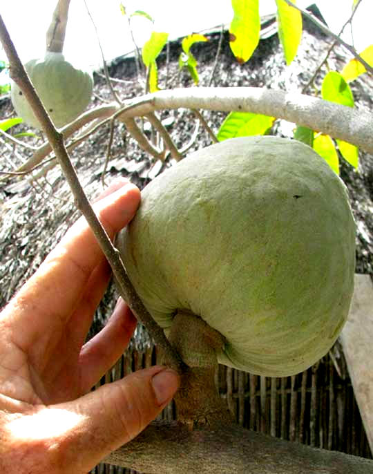 Common Custard-Apple or Bullocks-Heart, ANNONA RETICULATA, fruit