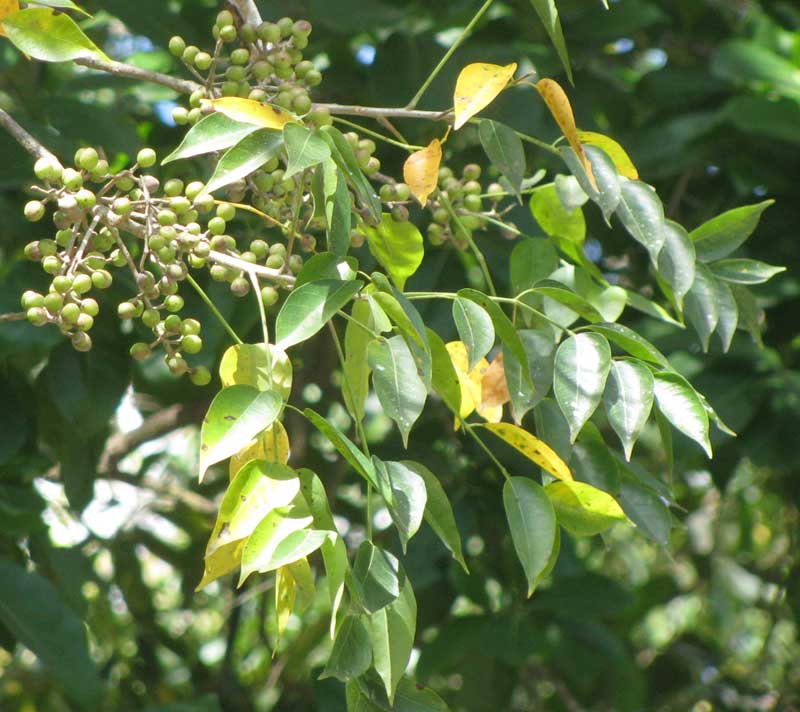 Gumbo-Limbo, BURSERA SIMARUBA, leaves and fruits
