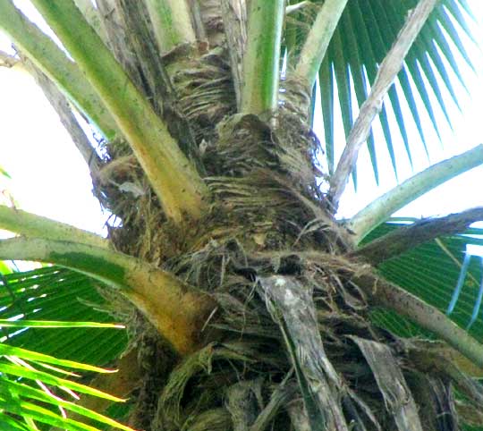 Fiji Fan Palm, PRITCHARDIA PACIFICA, petioles