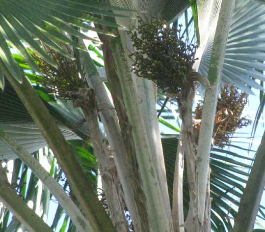 Fiji Fan Palm, PRITCHARDIA PACIFICA, fruiting clusters