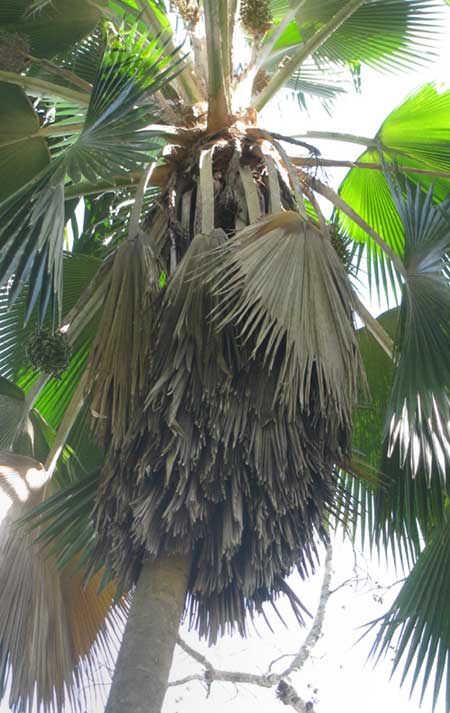 Fiji Fan Palm, PRITCHARDIA PACIFICA, showing shag skirt formed by old fronds
