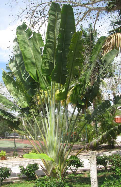 Traveler's Tree or Traveler's Palm, RAVENALA MADAGASCARIENSIS