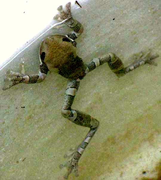 TRACHYCEPHALUS VERMICULATUS
