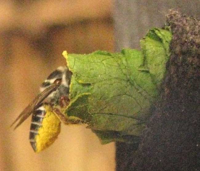 Leafcutter Bee, genus MEGACHILE, entering leaf nest, howing pollen-covered lower abdomen