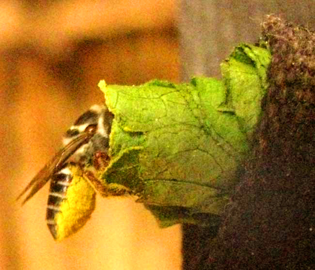 Leafcutter Bee, genus MEGACHILE, entering leaf nest, howing pollen-covered lower abdomen