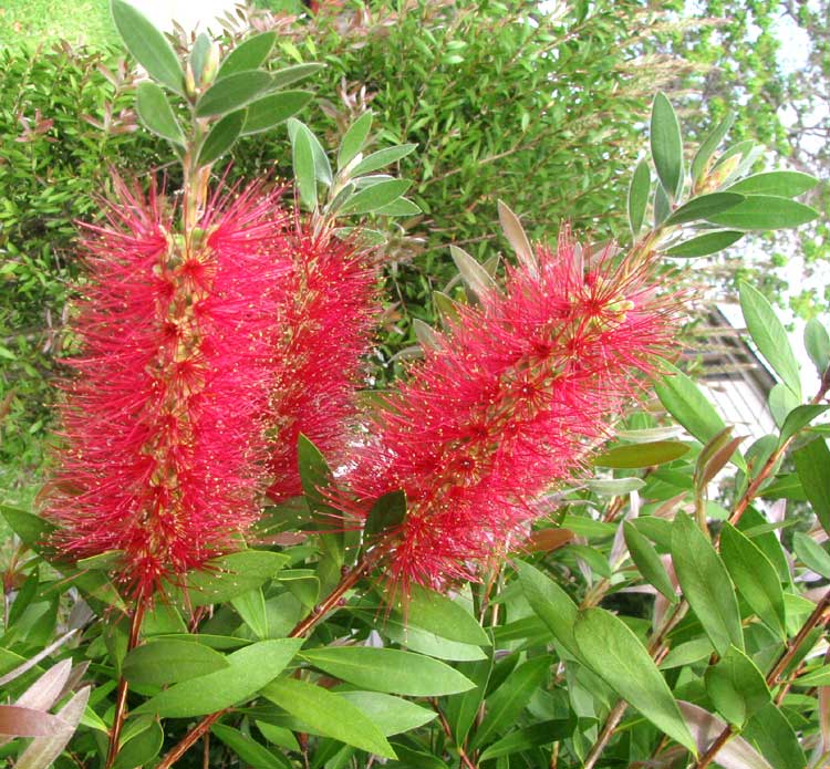 Red Bottlebrush, Callistemon citrinus, flowers and leaves