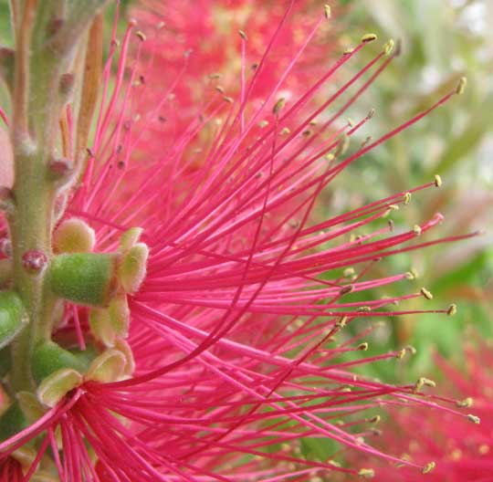 Red Bottlebrush, Callistemon citrinus, flower close-up