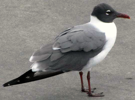 Franklin's Gull, LARUS PIPIXCAN