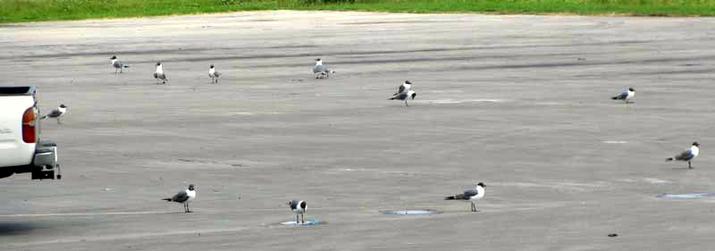 Franklin's Gulls, LARUS PIPIXCAN, in a parking lot in Texas