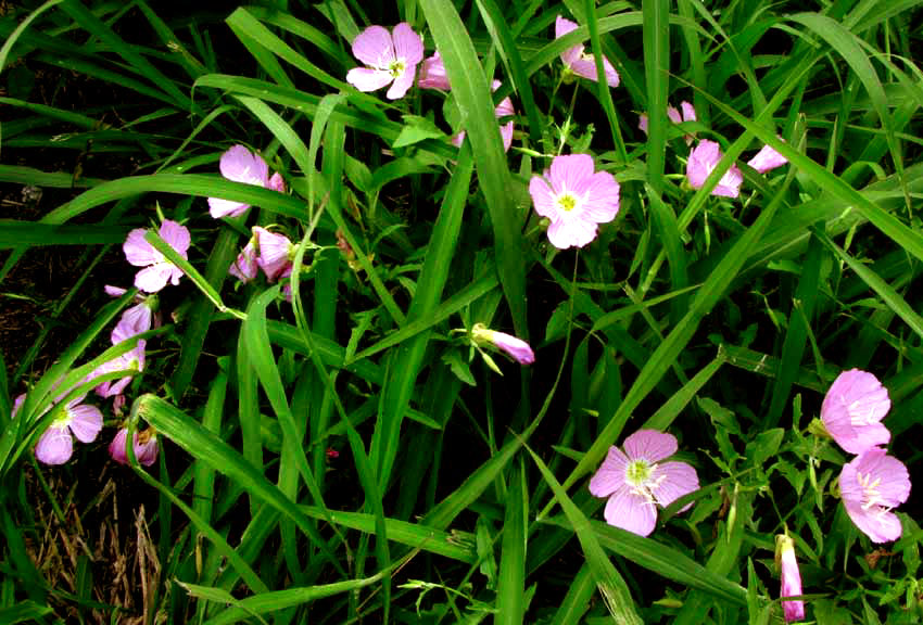 Pink Evening Primrose, OENOTHERA SPECIOSA