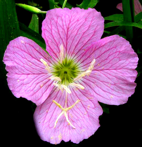 Pink Evening Primrose, OENOTHERA SPECIOSA, flower close-up