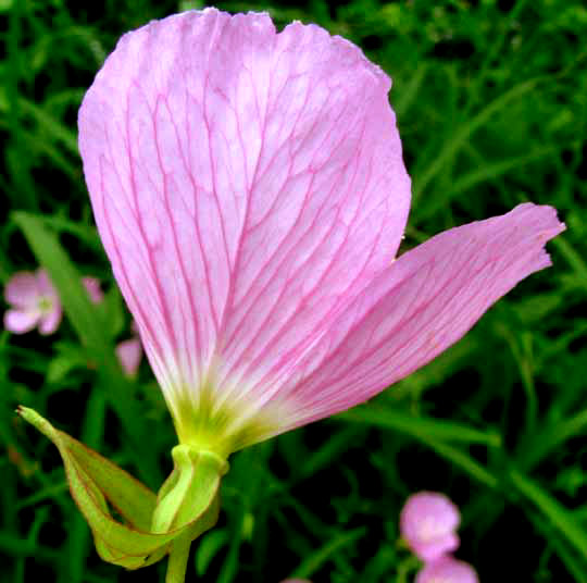 Pink Evening Primrose, OENOTHERA SPECIOSA, side view of blossom