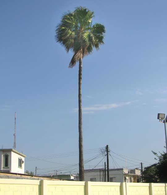 Broom Palm, THRINAX PARVIFLORA