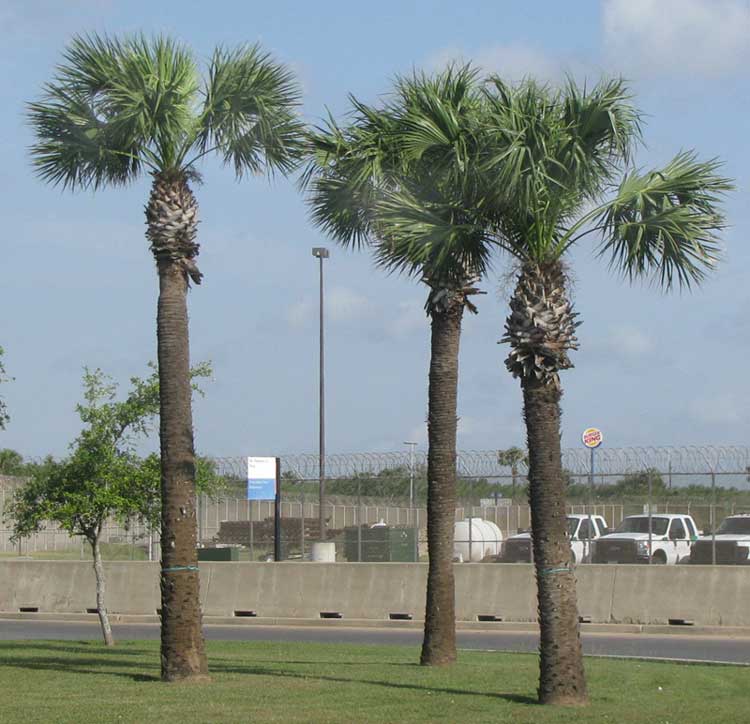 Mexican Palmetto, SABAL MEXICANA