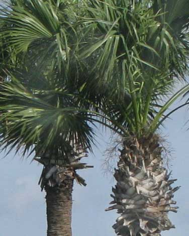 Mexican Palmetto, SABAL MEXICANA, showing costapalmate fronds and split petiole bases