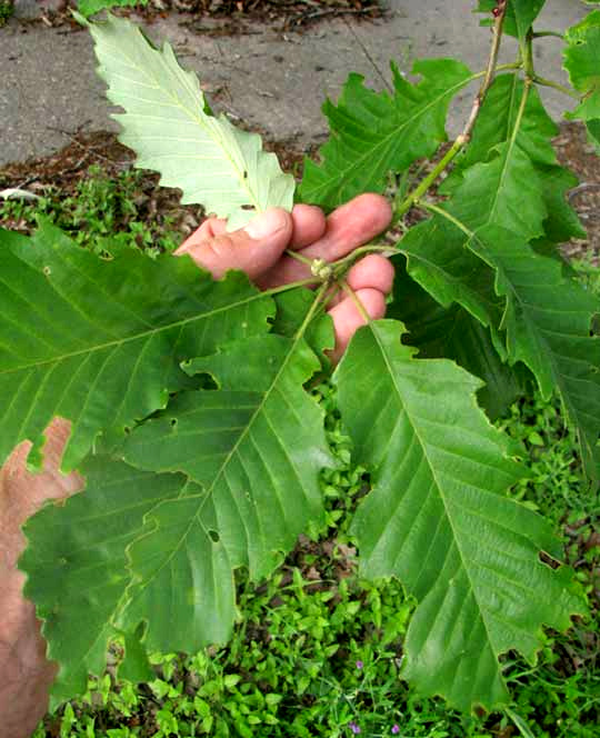 Swamp Chestnut Oak, QUERCUS MICHAUXII, leaves, comparing green tops with silvery undersurface