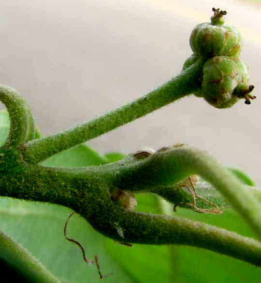 Swamp Chestnut Oak, QUERCUS MICHAUXII, developing acorns