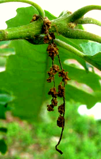 Swamp Chestnut Oak, QUERCUS MICHAUXII, catkin of male flowers