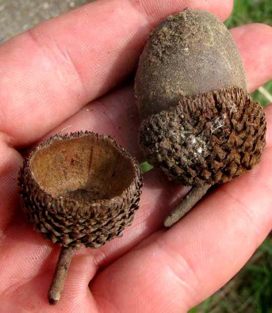 Swamp Chestnut Oak, QUERCUS MICHAUXII, old acorns
