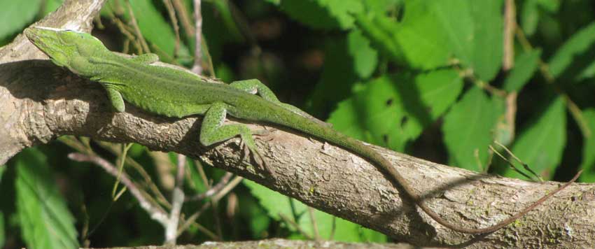 Green Anole, ANOLIS CAROLINENSIS