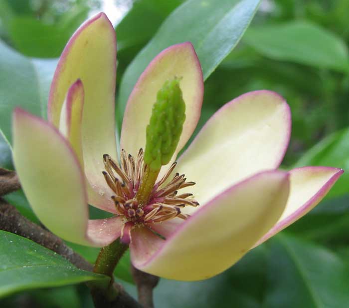 Flower of Banana Shrub, MICHELIA FIGO