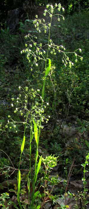 Little Quaking-Grass, BRIZA MINOR