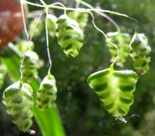 Little Quaking-Grass, BRIZA MINOR, florets, or flowers