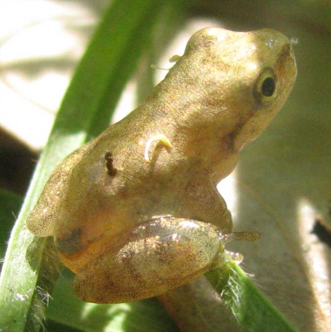 immature Squirrel Treefrog, HYLA SQUIRELLA