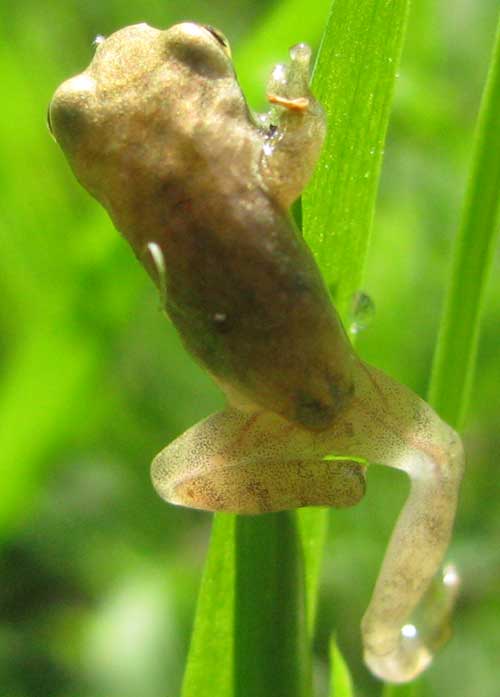 young Squirrel Treefrog, HYLA SQUIRELLA