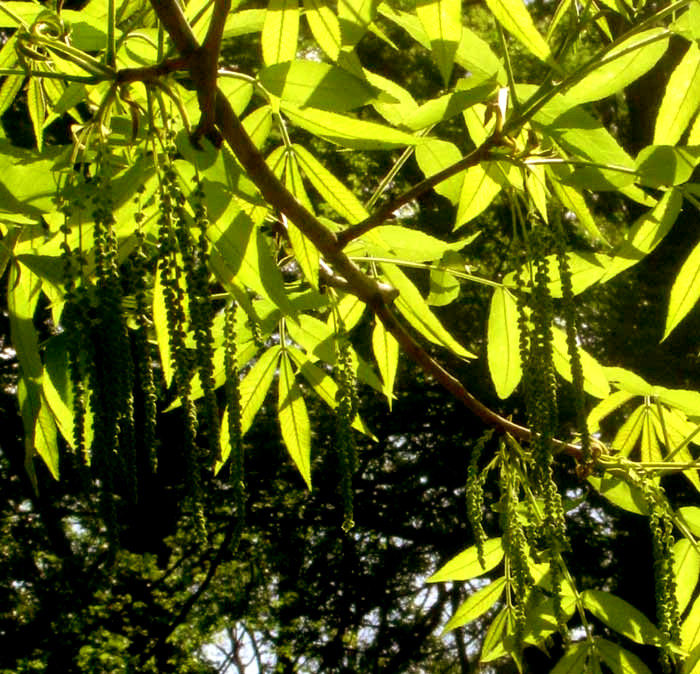 Pignut Hickory, CARYA GLABRA, catkins and leaves