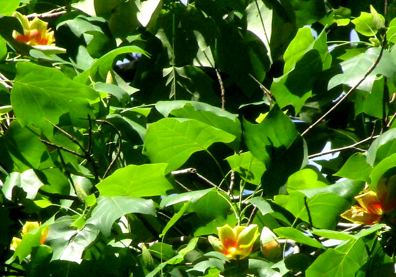 Tulip Poplar, LIRIODENDRON TULIPIFERA, flowers & leaves