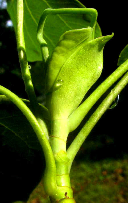 Tulip Poplar, LIRIODENDRON TULIPIFERA, leaf emerging from stipules, and stipular rings