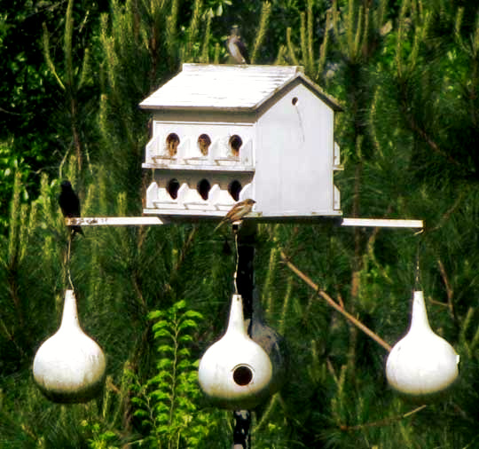 Nest box with gourds for Purple Martins