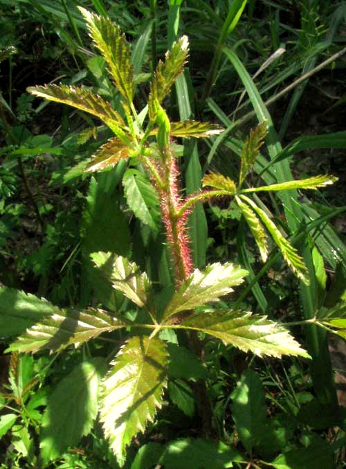 Southern Dewberry, RUBUS TRIVIALIS, expanding shoot tip